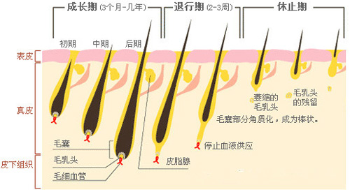 脫毛為(wèi)什麽一次性脫不幹淨？原因在這裏