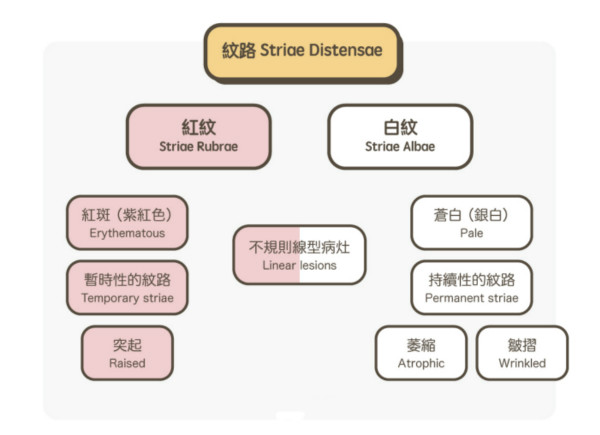 一文(wén)秒(miǎo)懂！妊娠紋肥胖紋保養、治療及預防全攻略